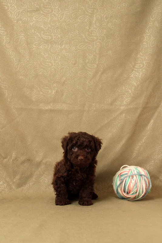puppy, for, sale, Toy Poodle, Matthew B. Stoltzfus, dog, breeder, Gap, PA, dog-breeder, puppy-for-sale, forsale, nearby, find, puppyfind, locator, puppylocator, aca